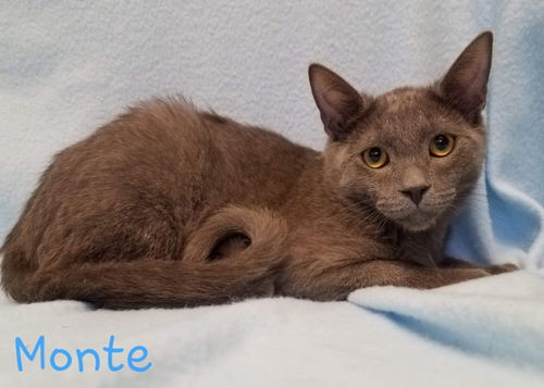 Monte