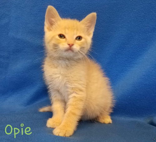 Opie