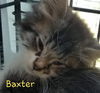 Baxter