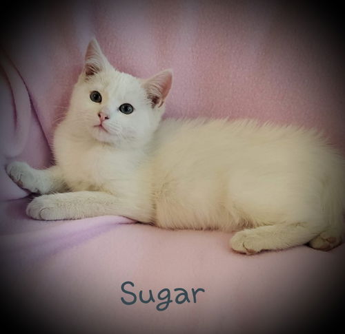 Sugar