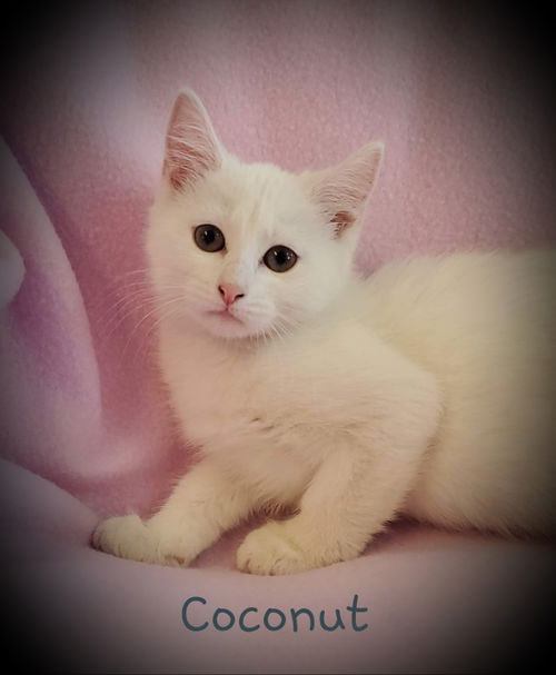 Coconut