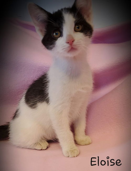 Eloise