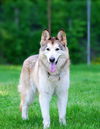 Koda