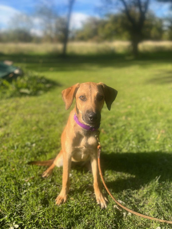 Dog for Adoption Papaya, a Labrador Retriever in Livonia, NY Alpha Paw