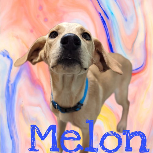 Melon