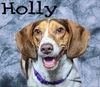 Holly