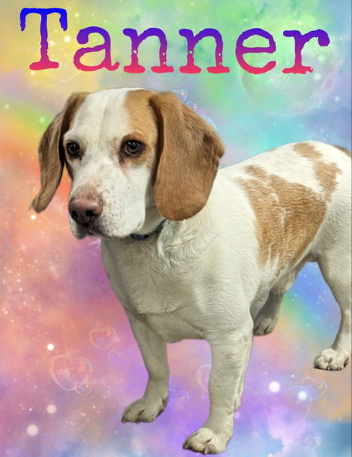 Tanner