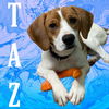 Taz