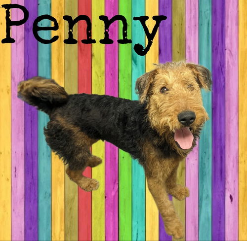 Penny