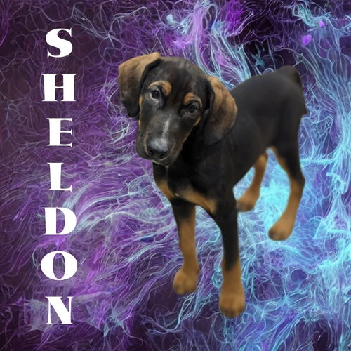 Sheldon