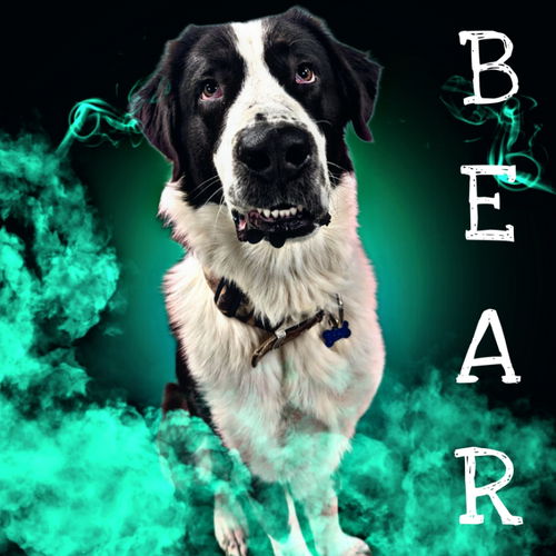 Bear