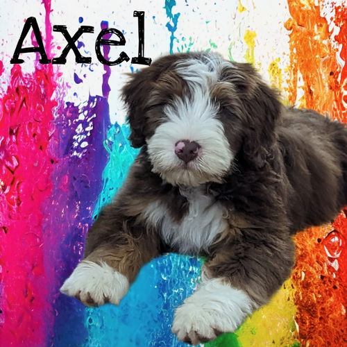 Axel