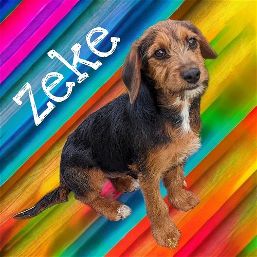 Zeke