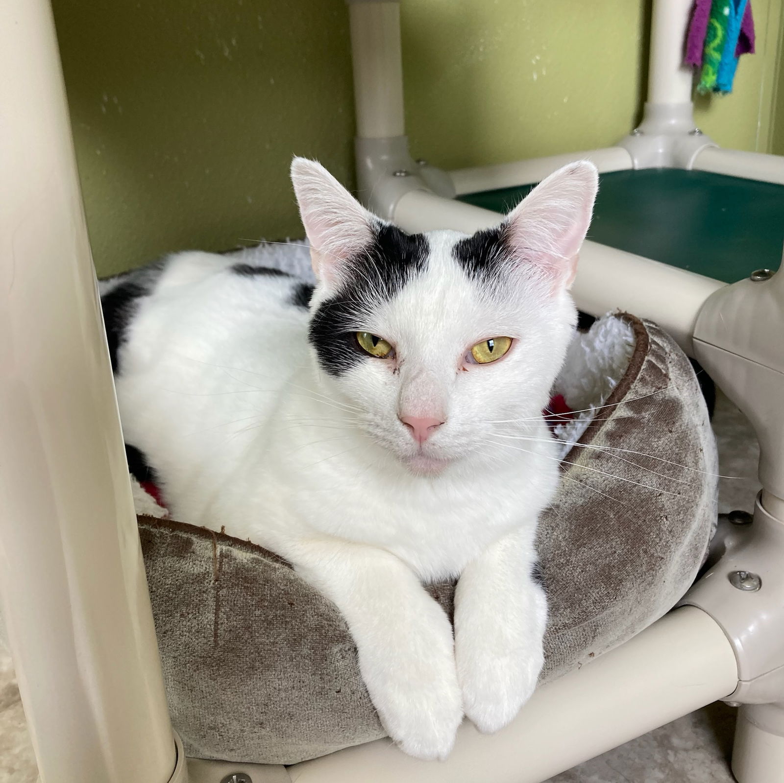 adoptable Cat in Attica, NY named Cheeto