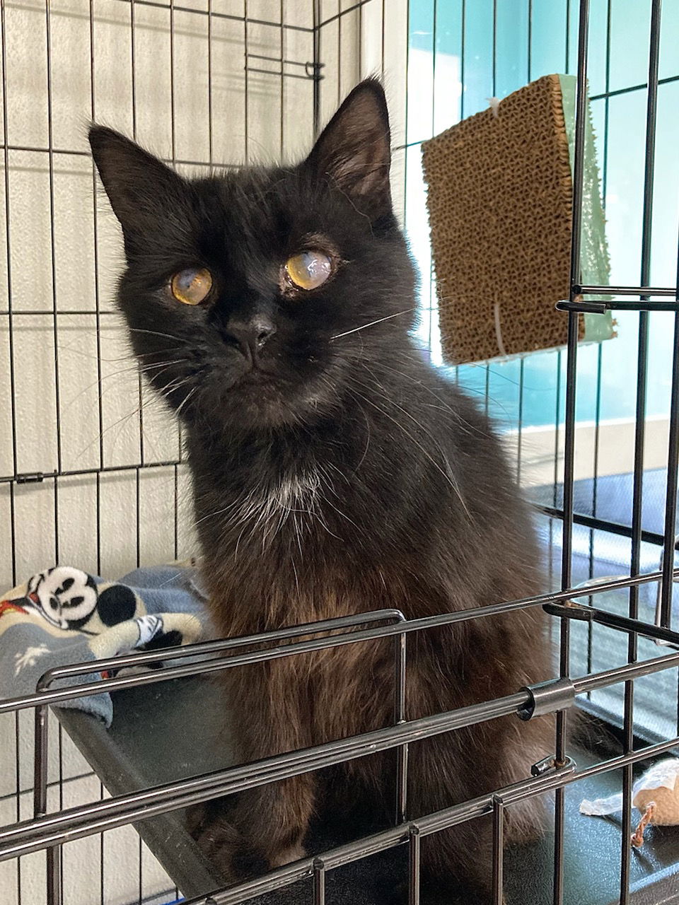 adoptable Cat in Attica, NY named Faith