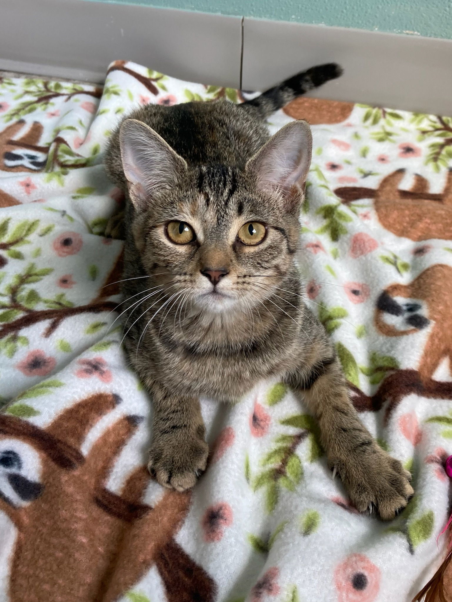 adoptable Cat in Attica, NY named Shakira