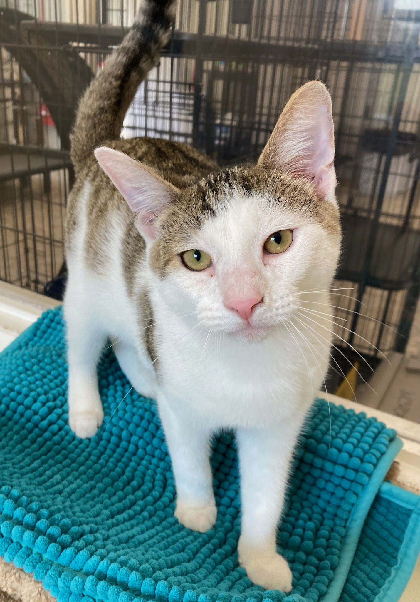 adoptable Cat in Attica, NY named Python