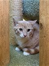 adoptable Cat in  named Ash