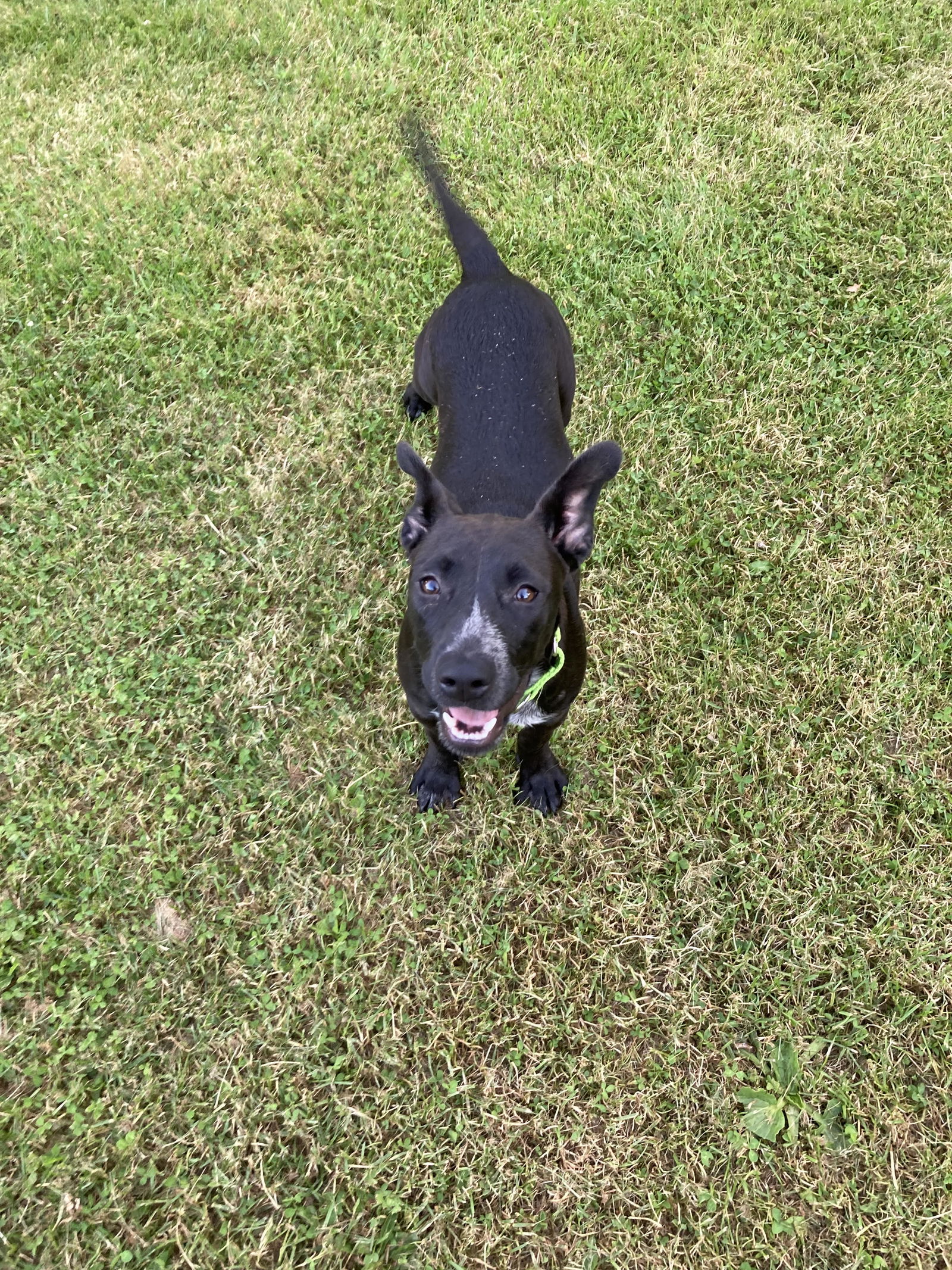 Dog for Adoption - Socks, a Australian Cattle Dog/Blue Heeler in ...