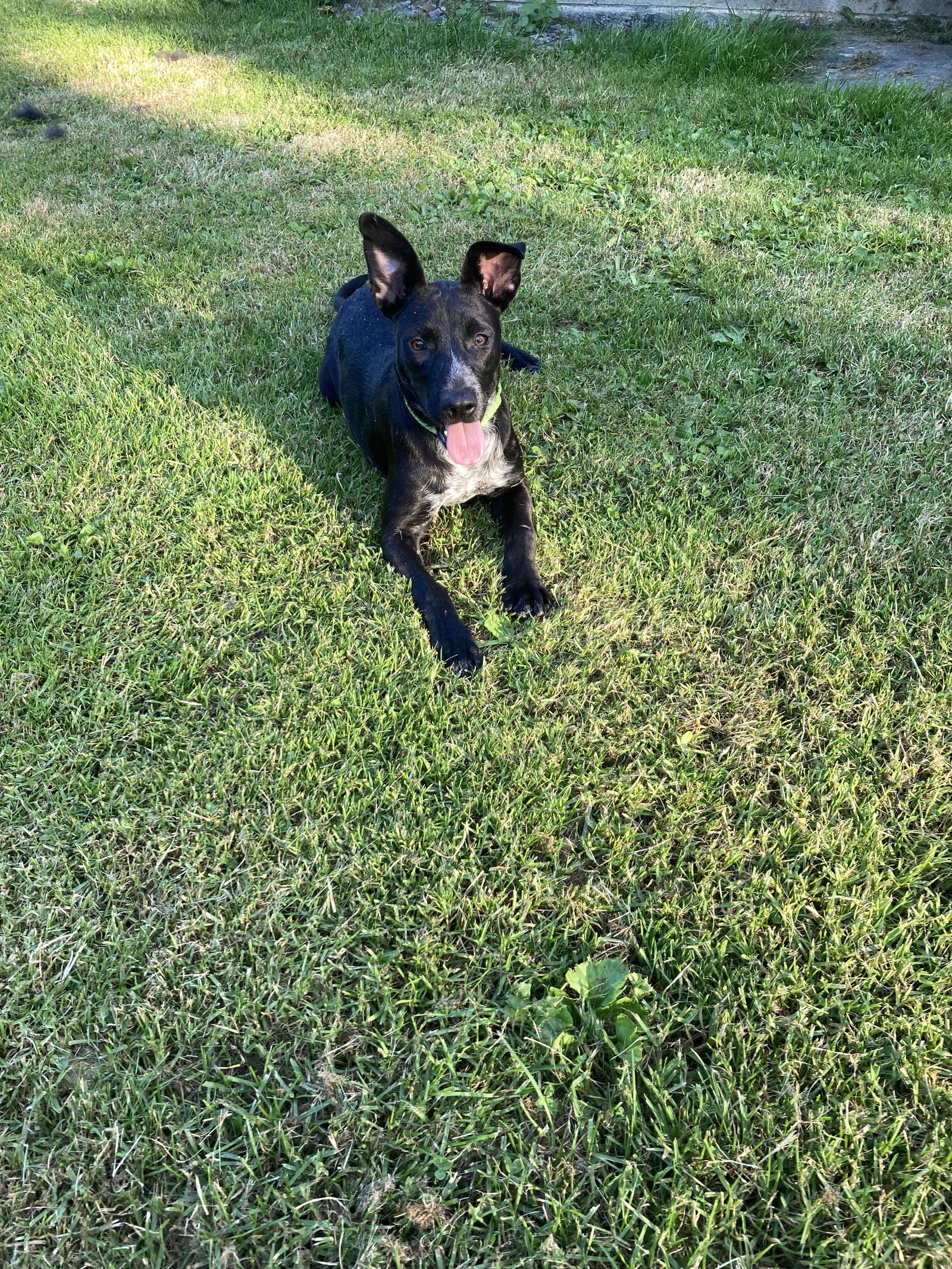 Dog for Adoption - Socks, a Australian Cattle Dog/Blue Heeler in ...