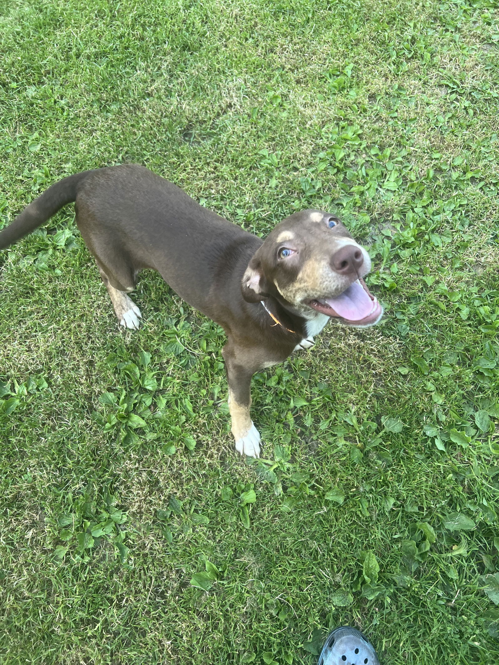 Dog for Adoption Amina, a Catahoula Leopard Dog in Warsaw, NY Alpha Paw