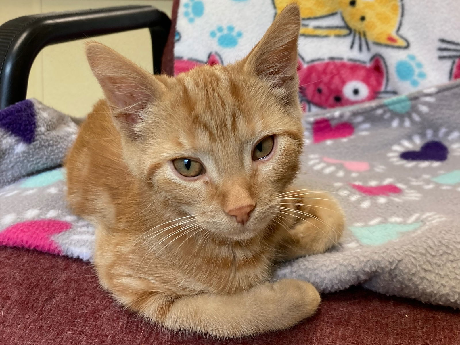 adoptable Cat in Attica, NY named Ginger