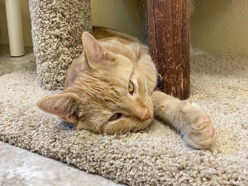 Ginger