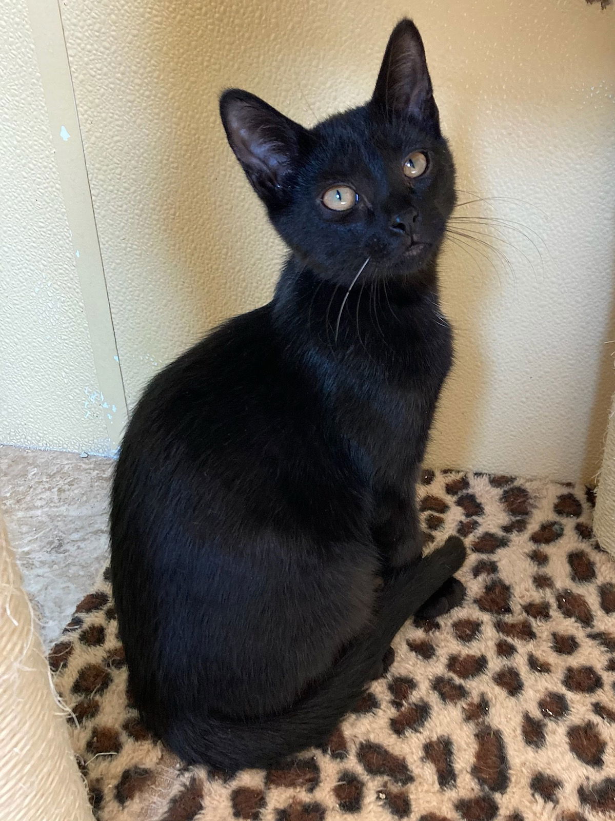 adoptable Cat in Attica, NY named Pepper