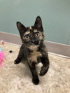 adoptable Cat in , NY named Clove