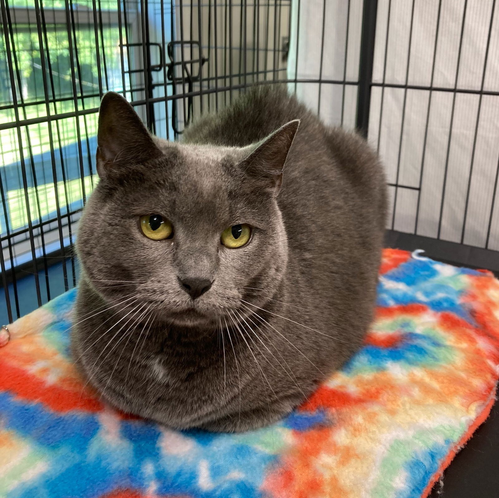 adoptable Cat in Attica, NY named Sammi