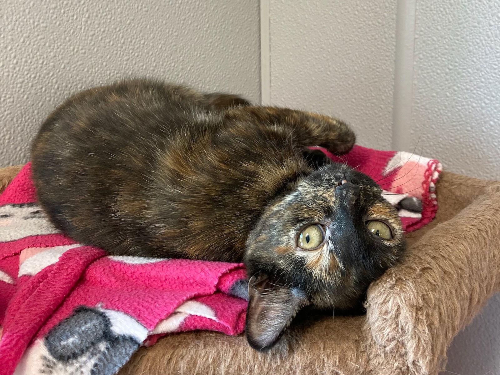 adoptable Cat in Attica, NY named Shortcake