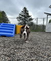 Chase
