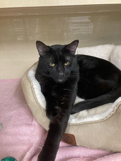 Loki
