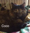 Coco