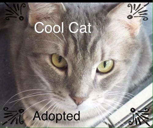 Cool Cat