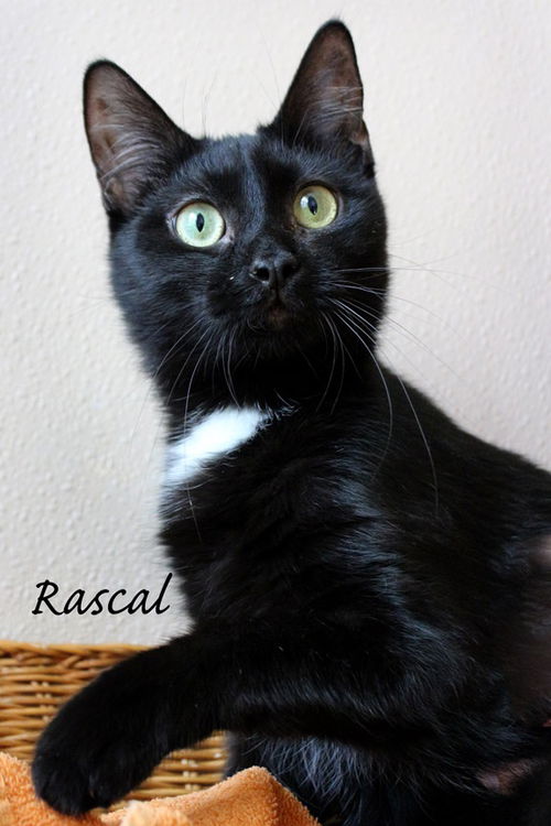 Rascal