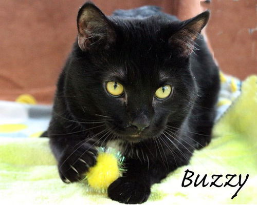 Buzzy