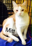 Mitt