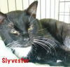 Sylvester