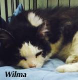 Wilma