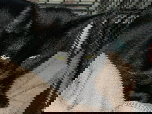 Blackie Cat