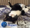 Rupert