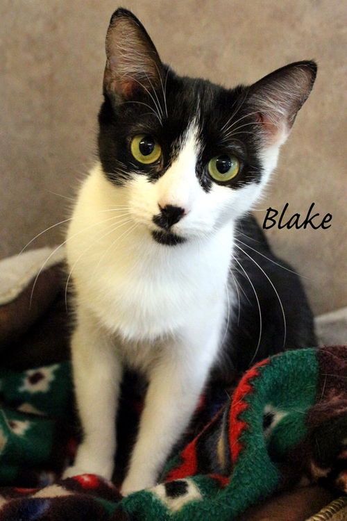 Blake