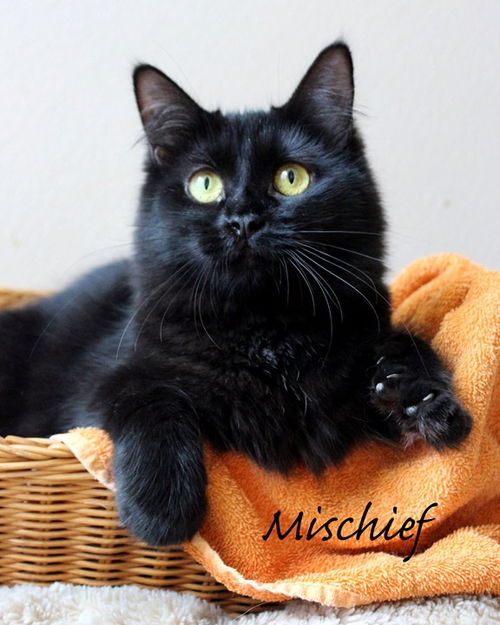 Mischief
