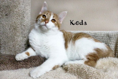 Koda