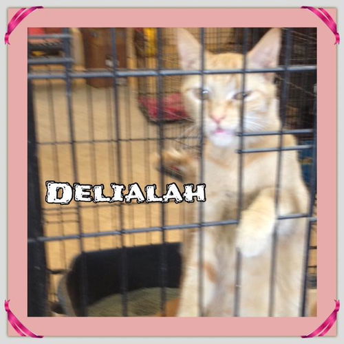 Delialah