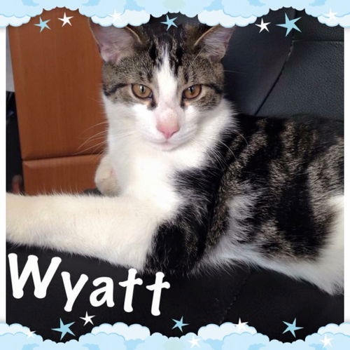 Wyatt