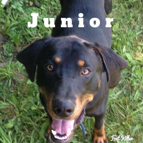 Junior