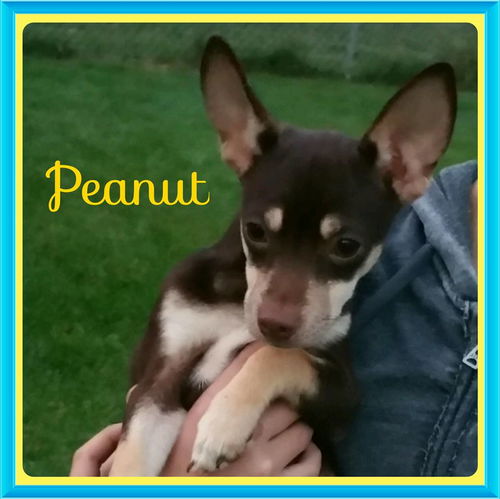 Peanut