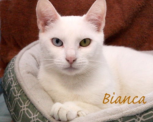 Bianca